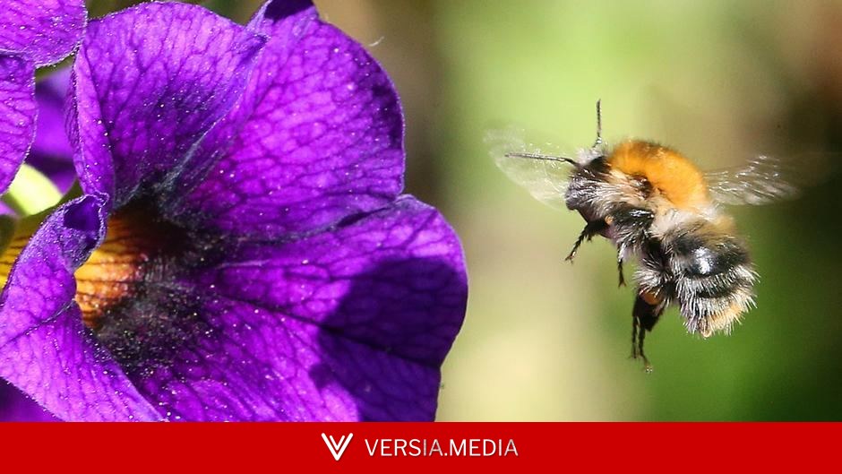 النحل يفكر؟ دراسة حديثة تدهش العلماء — Tech | Versia.media